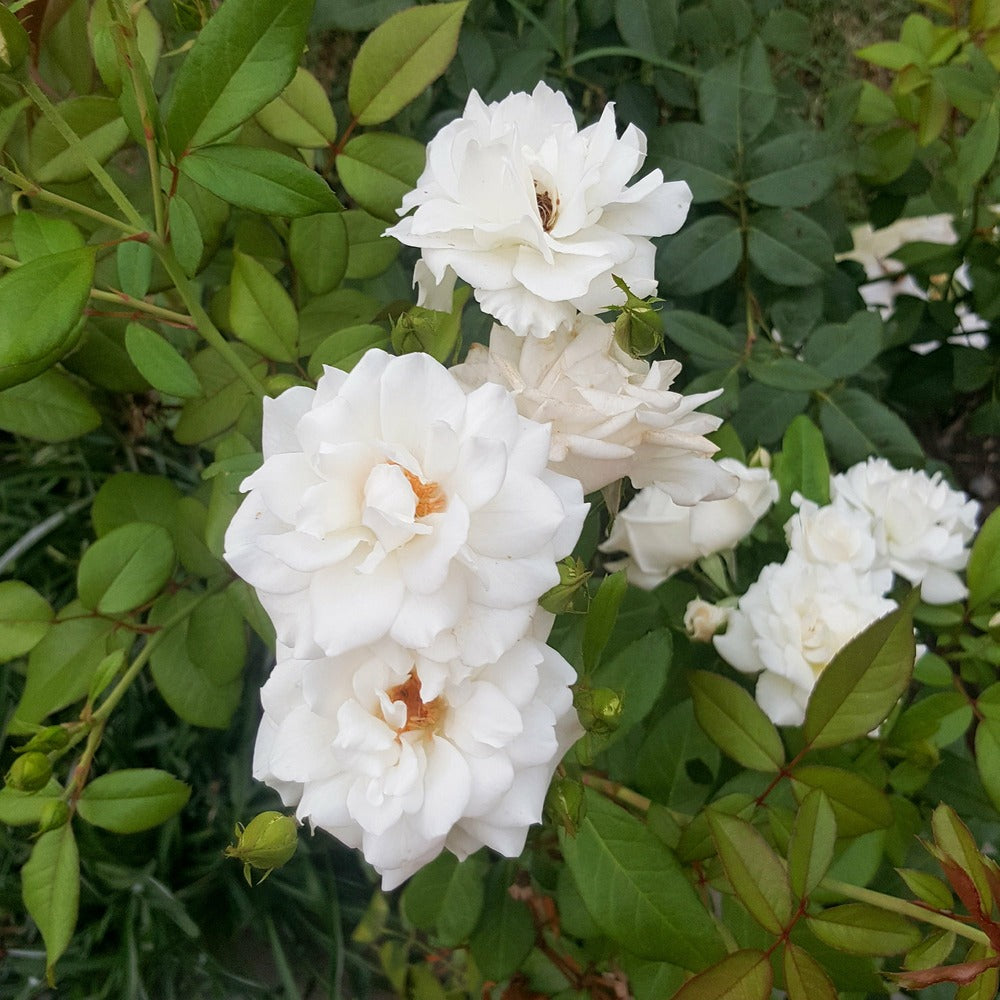  Rosier Grimpant De Banks Alba Plena - Le Pot / ø 9cm