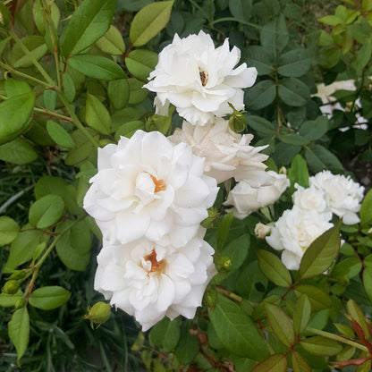  Rosier Grimpant De Banks Alba Plena - Le Pot / ø 9cm