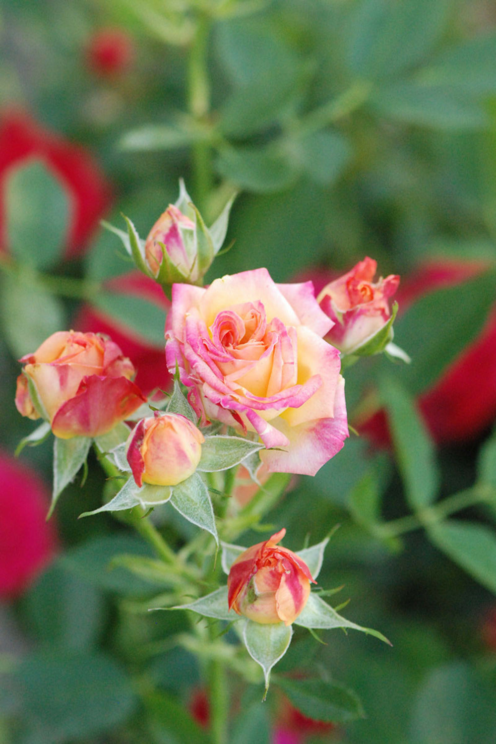  Rosier Kordès ? 'little Sunset ?' - En Pot De 2 Litres