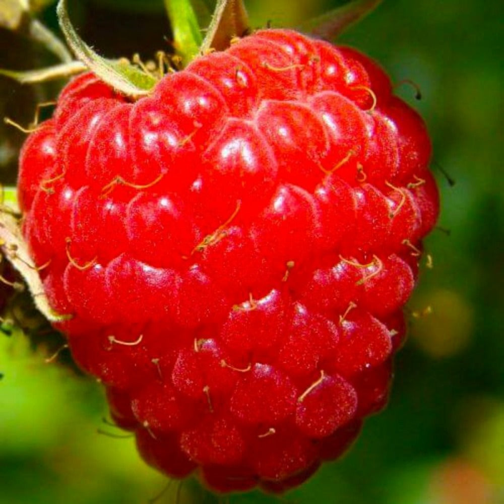  Framboisier 'heritage' (rubus Idaeus 'heritage')