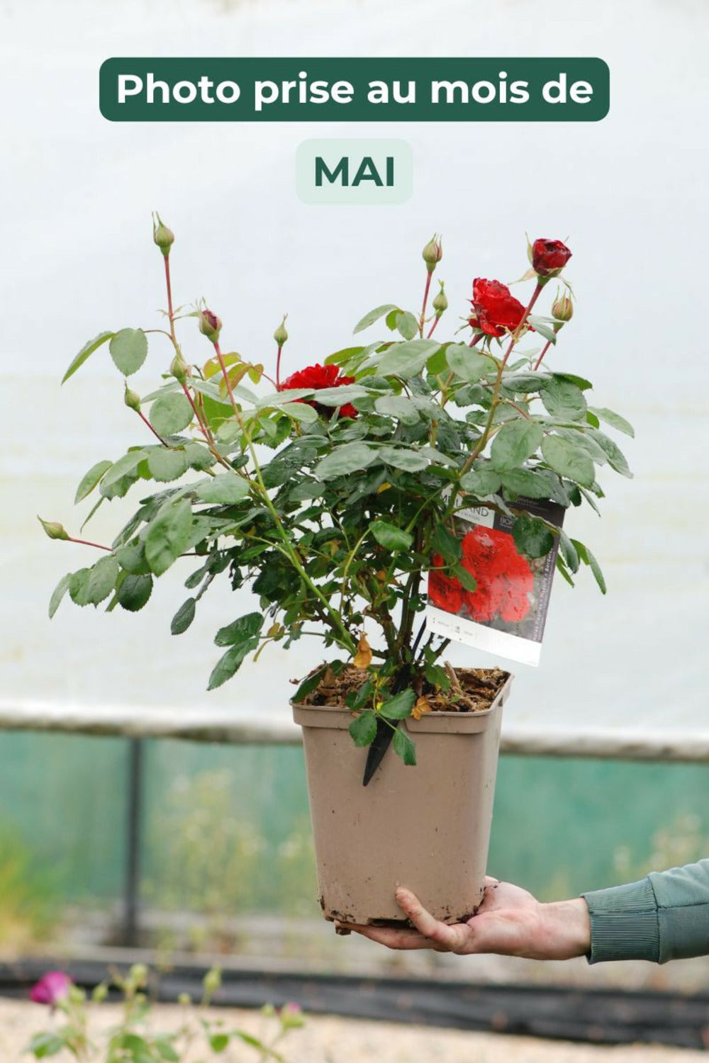  Rosier Meilland 'scarlet Bonica' ? - En Pot De 5 Litres