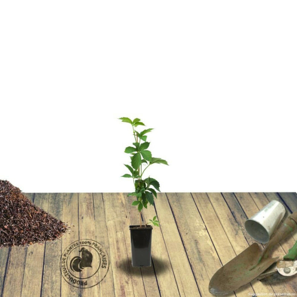  Vigne Vierge Tricuspidata Veitchii/[-]pot De 3l - Echelle Bambou 60/120 Cm