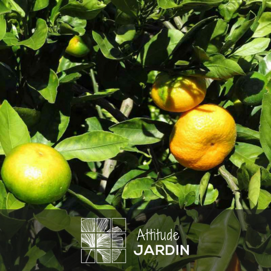  Mandarinier Satsuma - Agrume Méditerranéen - Arbre Fruitier - ↕ 75-85 Cm - ⌀ 22 Cm - Résiste Au Gel