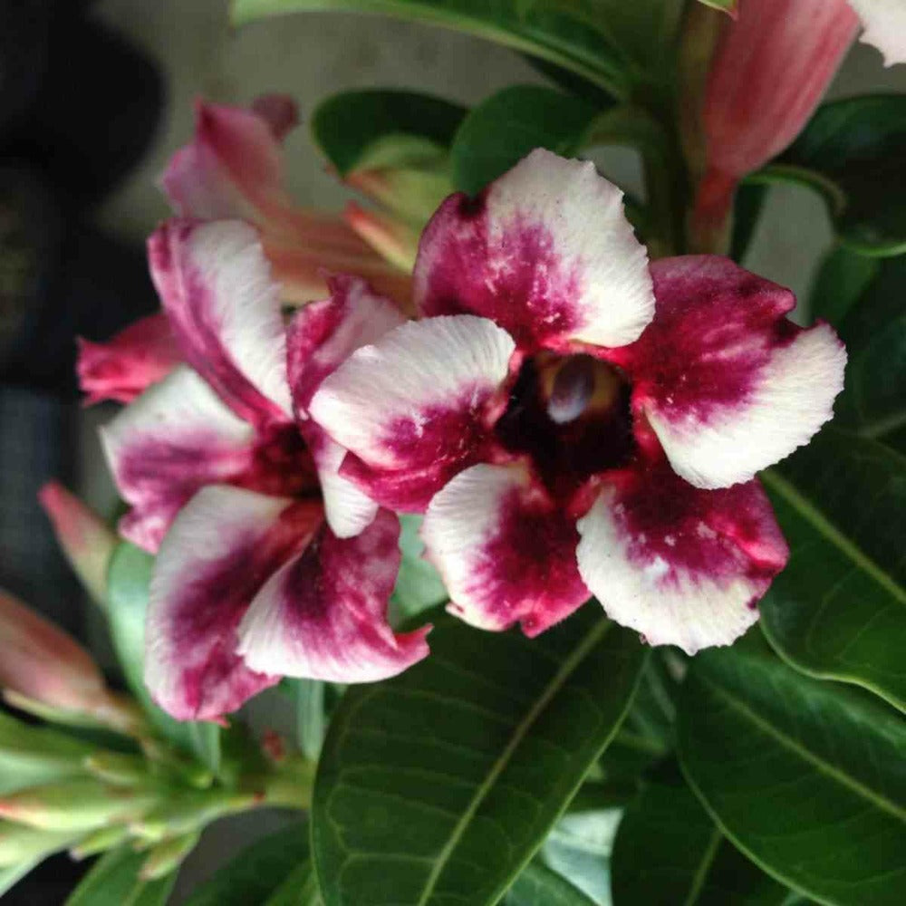  Adenium Obesum Cv.prakay Muang Caudex D'environ 150g