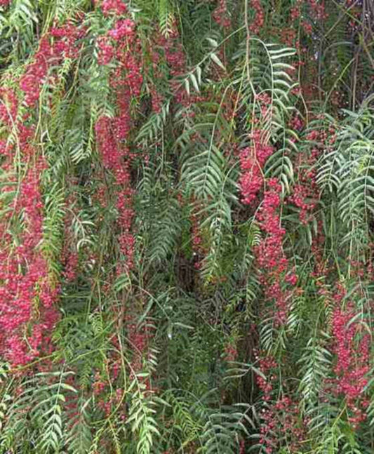  Schinus Molle (faux Poivrier, Poivre Rose) Pot De 15 Litres - 180/200 Cm