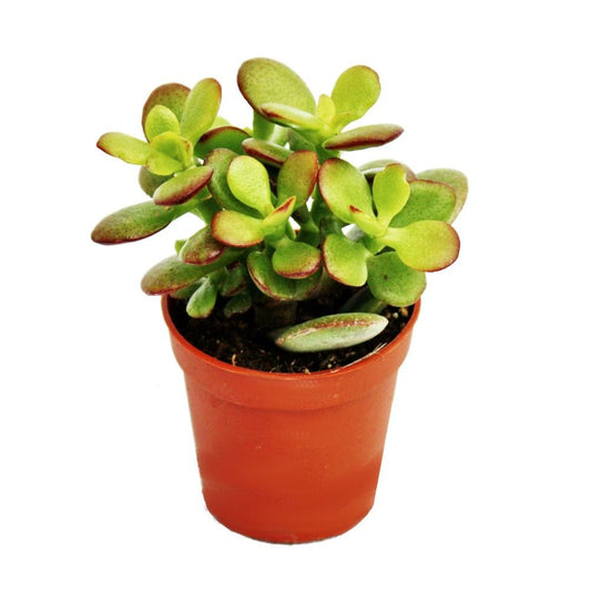  Crassula Portulacea Minor - Penny Tree - En Pot De 5,5 Cm