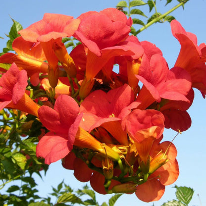  Bignone X Tagliabuana Madame Galen/[-]pot De 3l - Echelle Bambou 60/120 Cm