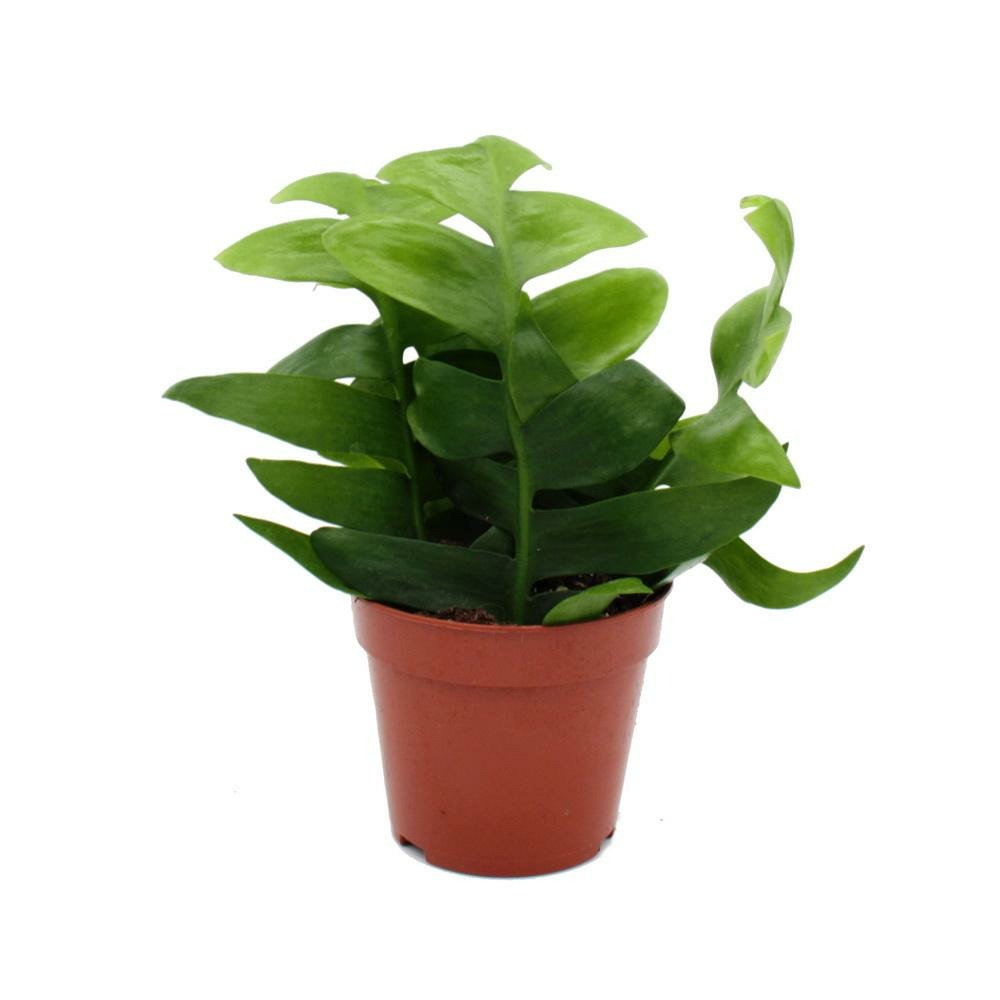  Epiphyllum Anguliger Chrysocardium - Cactus Lame De Scie - 12cm