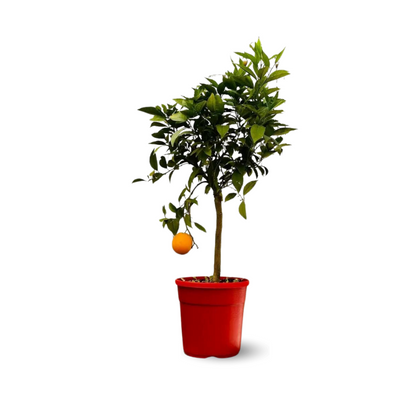  Oranger - Agrume Méditerranéen - Arbre Fruitier - ↕ 75-85 Cm - ⌀ 22 Cm