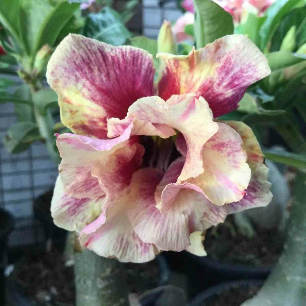  Adenium Obesum Cv.de L'amourrose - Caudex D'environ 150g