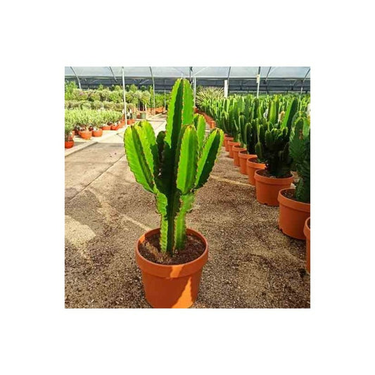  Euphorbia Ingens 'candelabrum' Pot De 4 Litres - 60/70 Cm