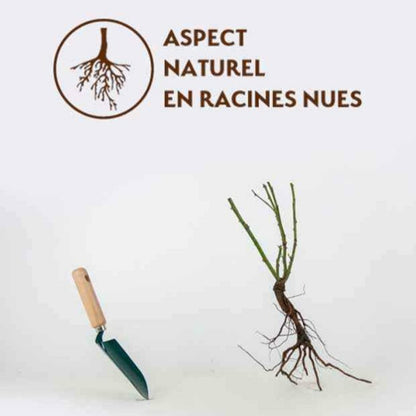  Rosier Arbuste Westerland - Le Pot / 4l / Hauteur Livrée 15-40cm
