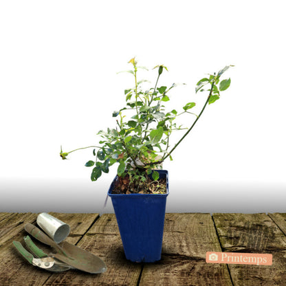 Rosier Arbustif Decorosier® Mareva® 'noamel'/[-]pot De 2l - 40/60 Cm
