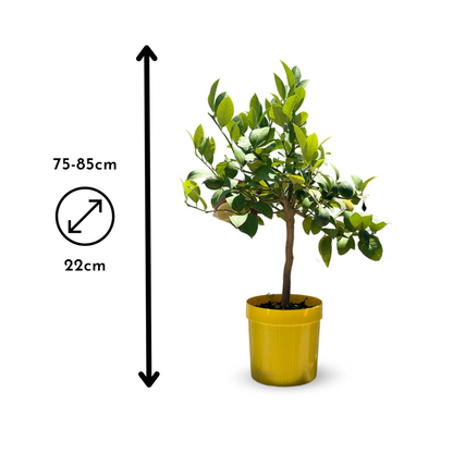  Citronnier Meyer - Citrus Meyer - Agrume Méditerranéen - Arbre Fruitier - ↕ 75-85 Cm - ⌀ 22 Cm