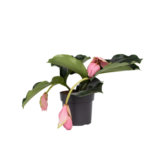 Medinille Magnifique - Medinilla Magnifica - Hauteur 40-50cm - ⌀17cm