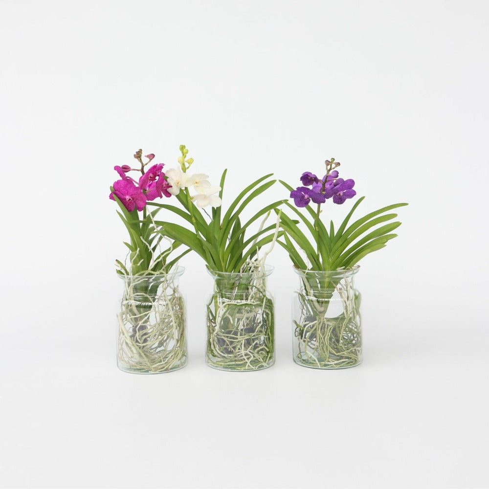  Orchidée - Vanda 'blue' - Hauteur 40-50cm - ⌀14cm