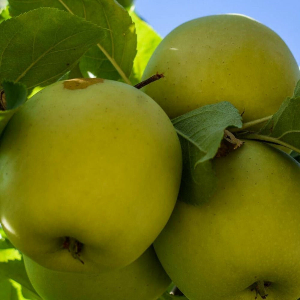  Pommier Golden Delicious/[-]pot De 15l - Double U - 150/175 Cm