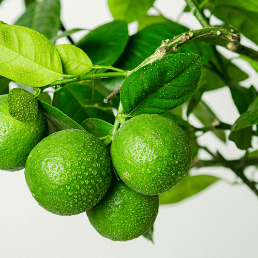  Citronnier Vert - Citrus Lime 80cm - Pot Respirant Jaune ø30cm