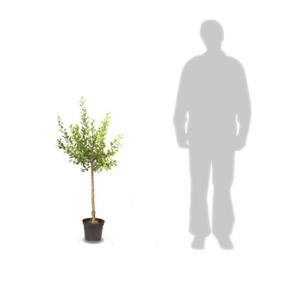  Prunier Reine Claude De Bavay/[-]pot De 15l - 1/2 Tige - 150/175 Cm