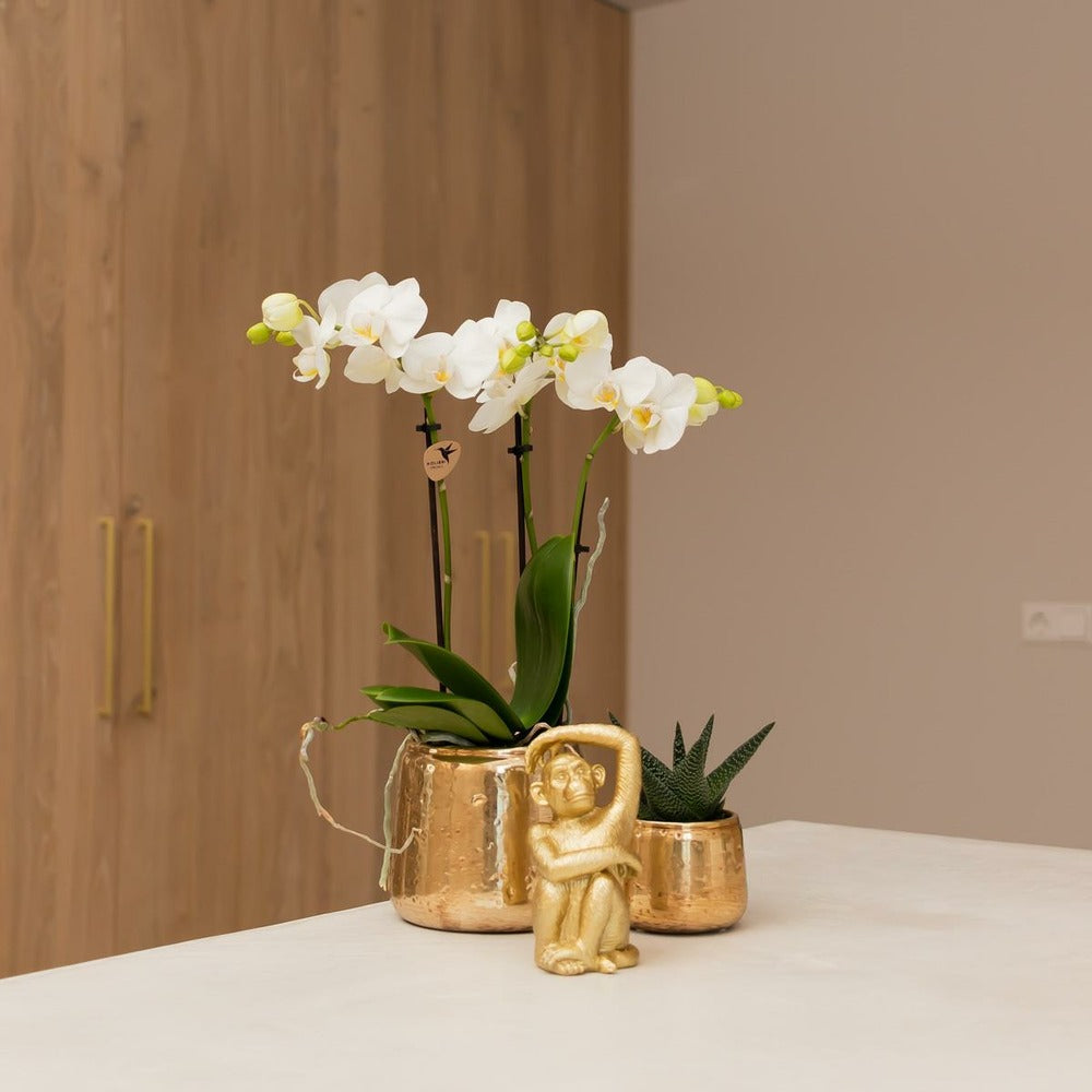  Phalaenopsis Amabilis En Pot Luxueux Doré 35cm - Plante D'intérieur