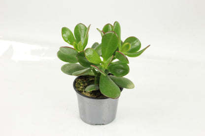  Succulentes Variees Pot 10,5 Cm