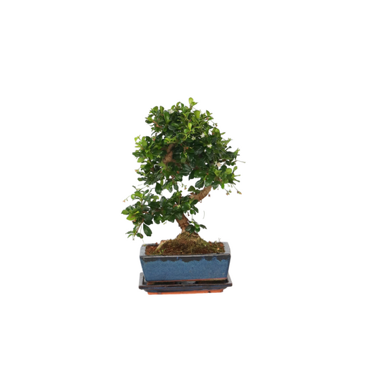  Bonsaï - Carmona Microphylla - Hauteur 25-30cm - ⌀20cm