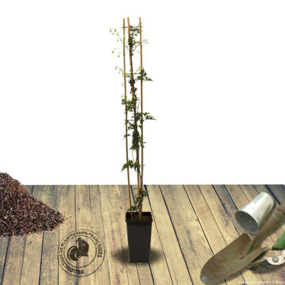  Clématite Cartmanii Avalanche® 'blavaal'/[-]pot De 3l - Echelle Bambou 60/120 Cm