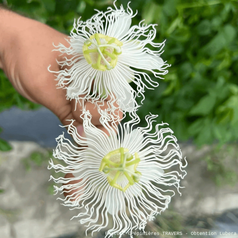  Passiflore à Fruits Cooltropics® Snowstar®/[-]godet - 5/20 Cm