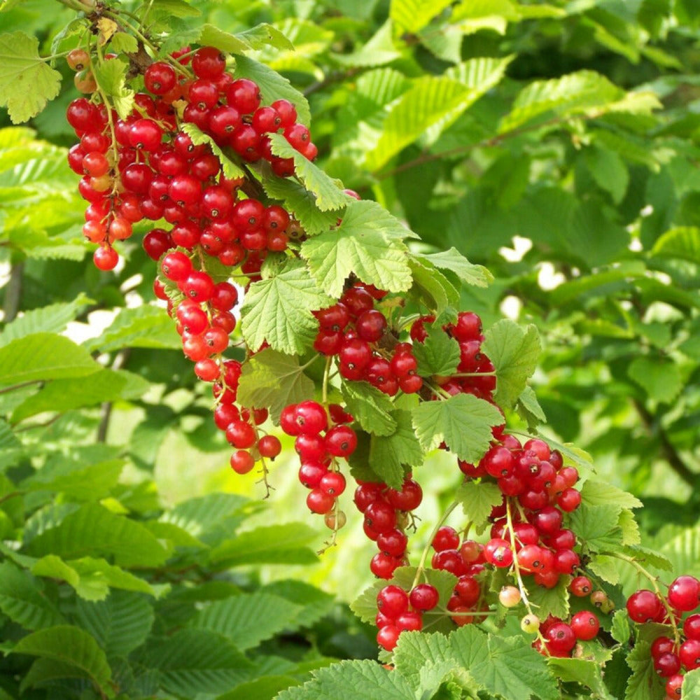  Groseillier à Grappes Junifer/[-]pot De 5l - 40/80 Cm