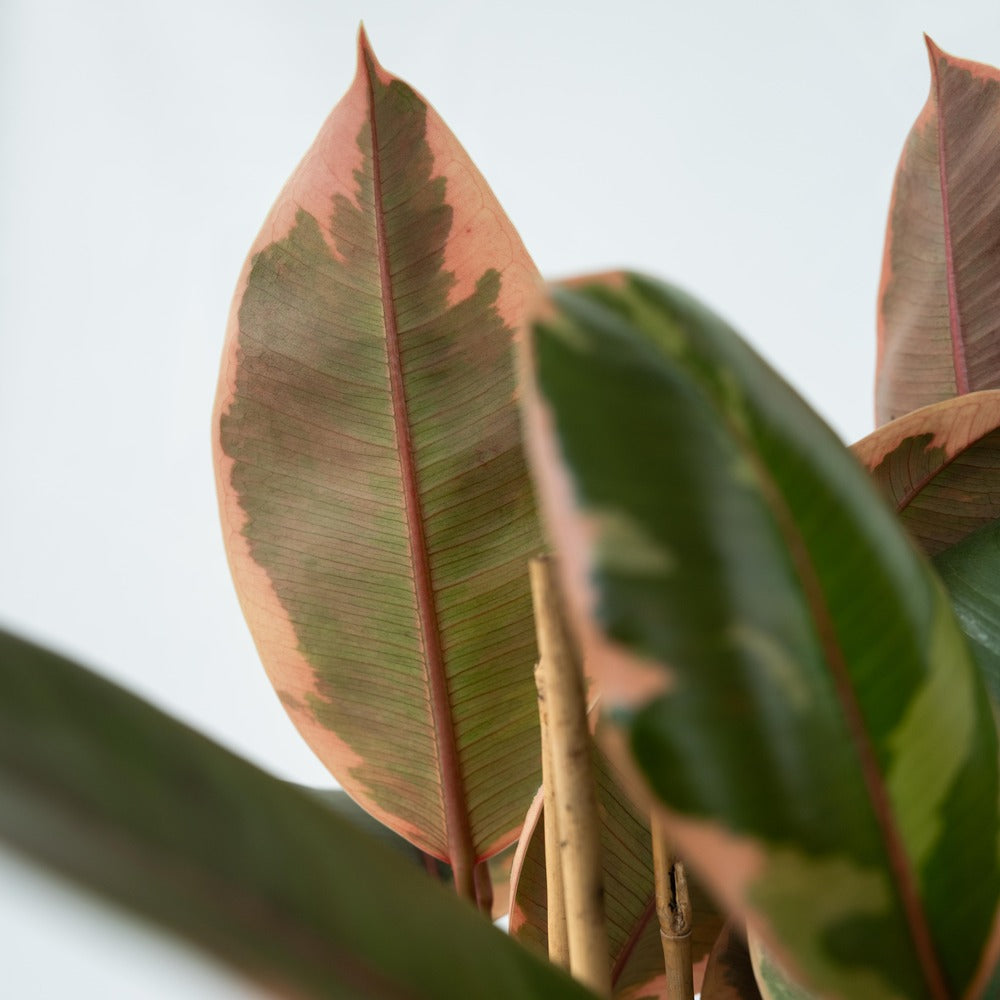  Caoutchouc - Ficus Elastica 'belize' - Hauteur 75-100cm - ⌀24cm