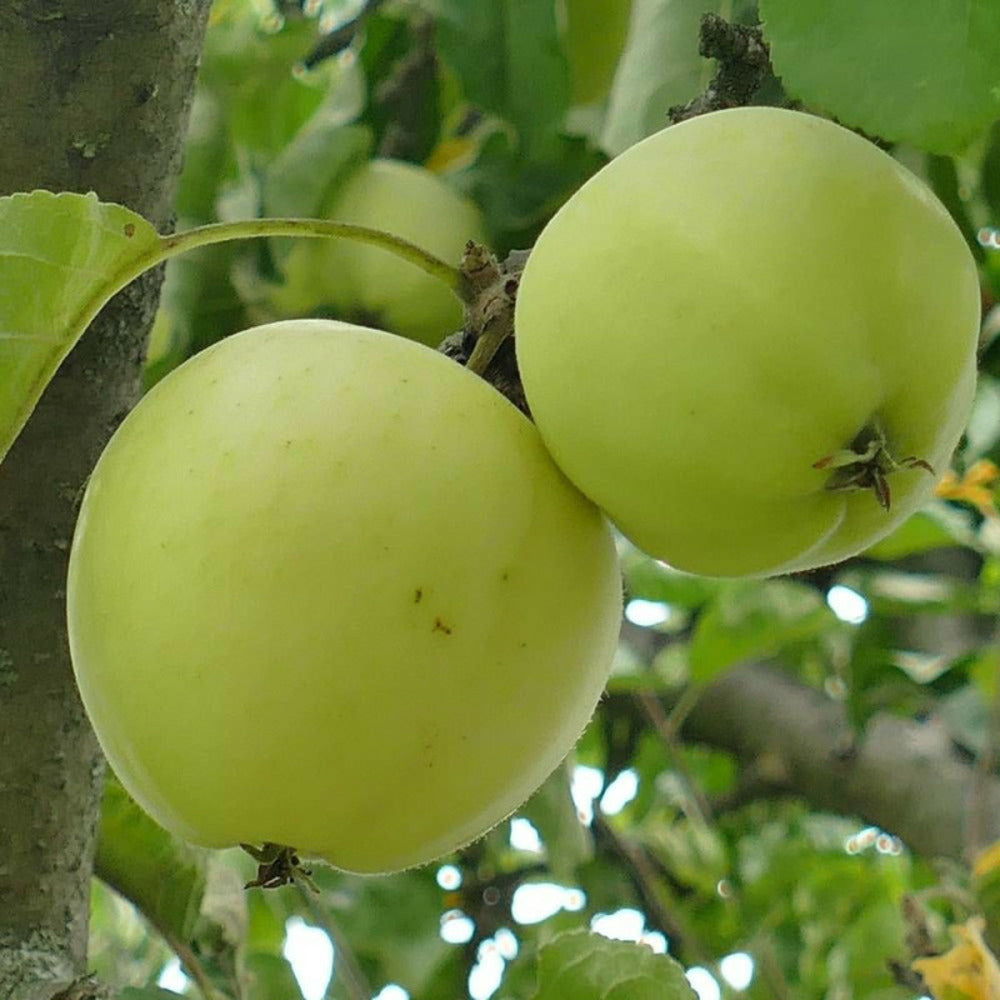  Pommier Golden Delicious/[-]pot De 15l - Double U - 150/175 Cm