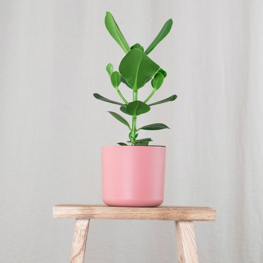  Pommier Baumier - Set De 2 - Clusia Rosea 'princess' - Hauteur 50-60cm - ⌀17cm