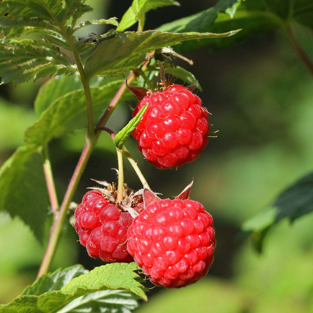  Framboisier - Set De 3 - Rubus Ideaus 'autumn Bliss' - Hauteur 25-40cm - ⌀9cm