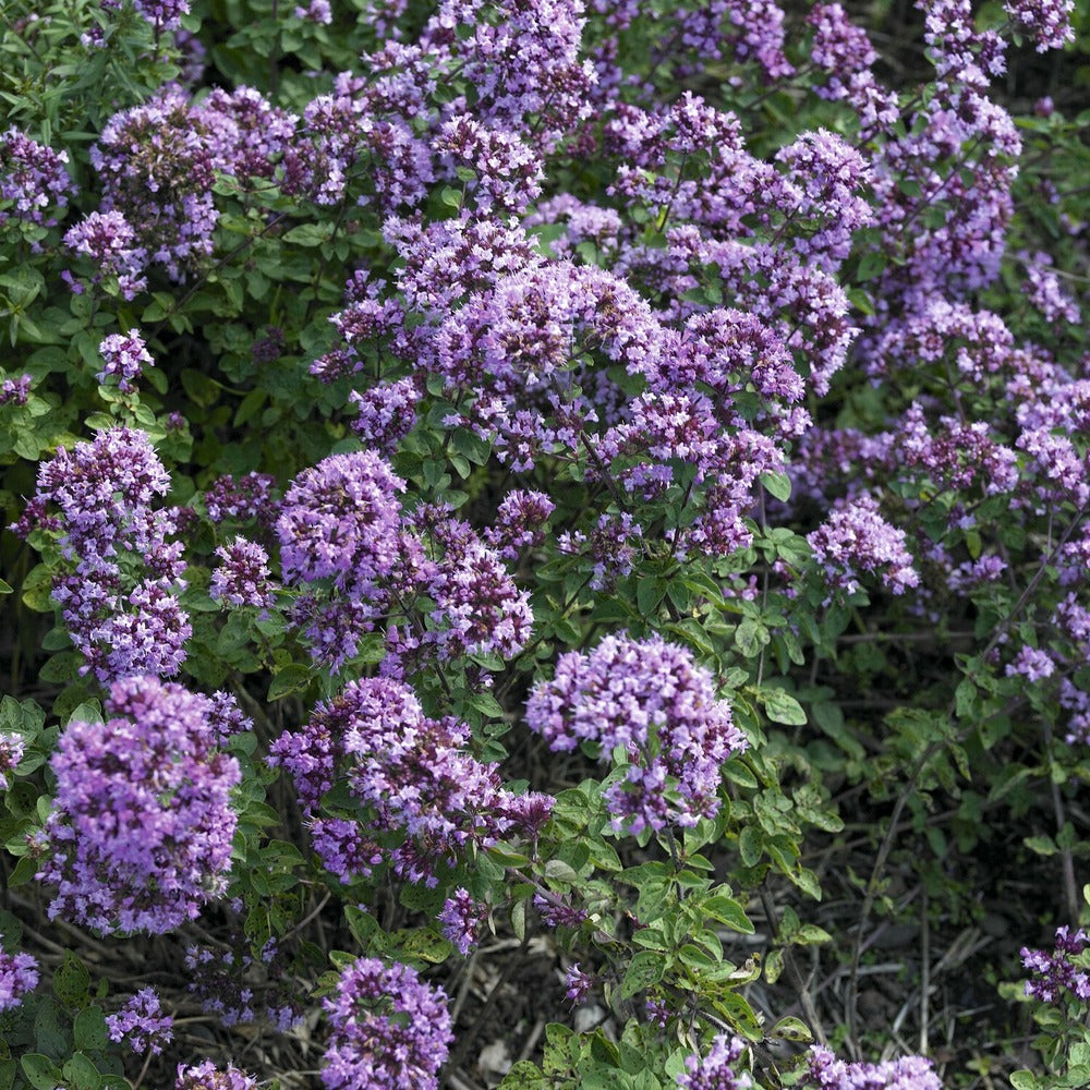  Origan Rosenkuppel - Le Pot / ø 9cm, Vendu Par Lot De 2