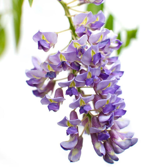  Lot De 2 - Wisteria Sinensis 'prolific' - Glycine Bleue - 50-70 Cm De Haut - Pot 15 Cm