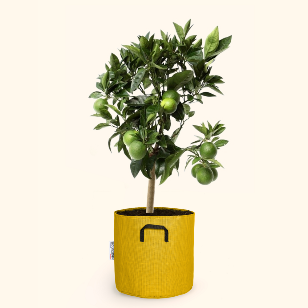  Citronnier Vert - Citrus Lime 80cm - Pot Respirant Jaune ø30cm