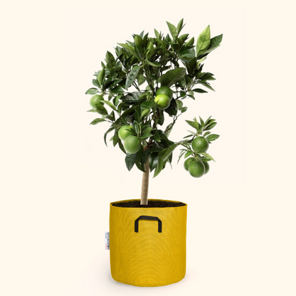 Citronnier Vert - Citrus Lime 80cm - Pot Respirant Jaune ø30cm