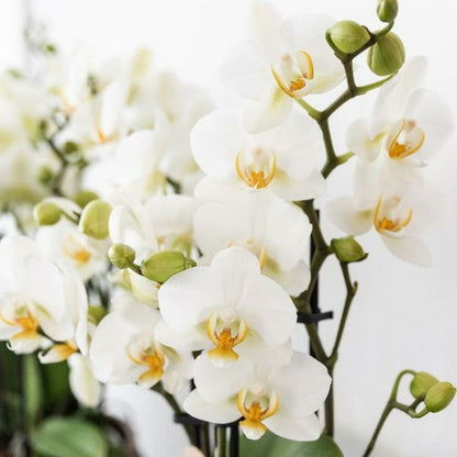  Kolibri Company Set Star Fish Small Phalaenopsis Blanc Orchidée Lausanne Et Succulente Y Compris Pots Décoratifs En Céramique
