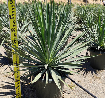  Yucca Gloriosa (dague Espagnole) Pot De 8 Litres ? 60/80 Cm