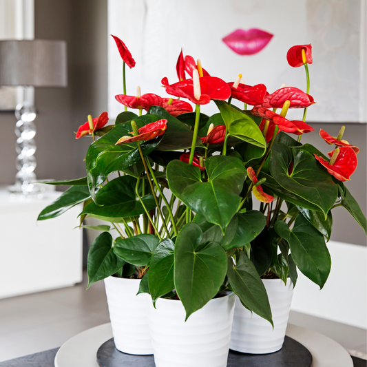  Langue De Feu - Anthurium 'madural Red' - Hauteur 40-45cm - ø14cm