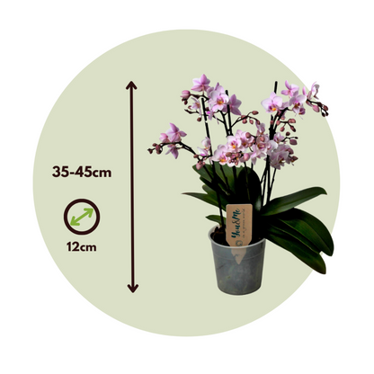  Orchidée Papillon - Phalaenopsis Multiflora - Hauteur 35-45cm - ⌀12cm