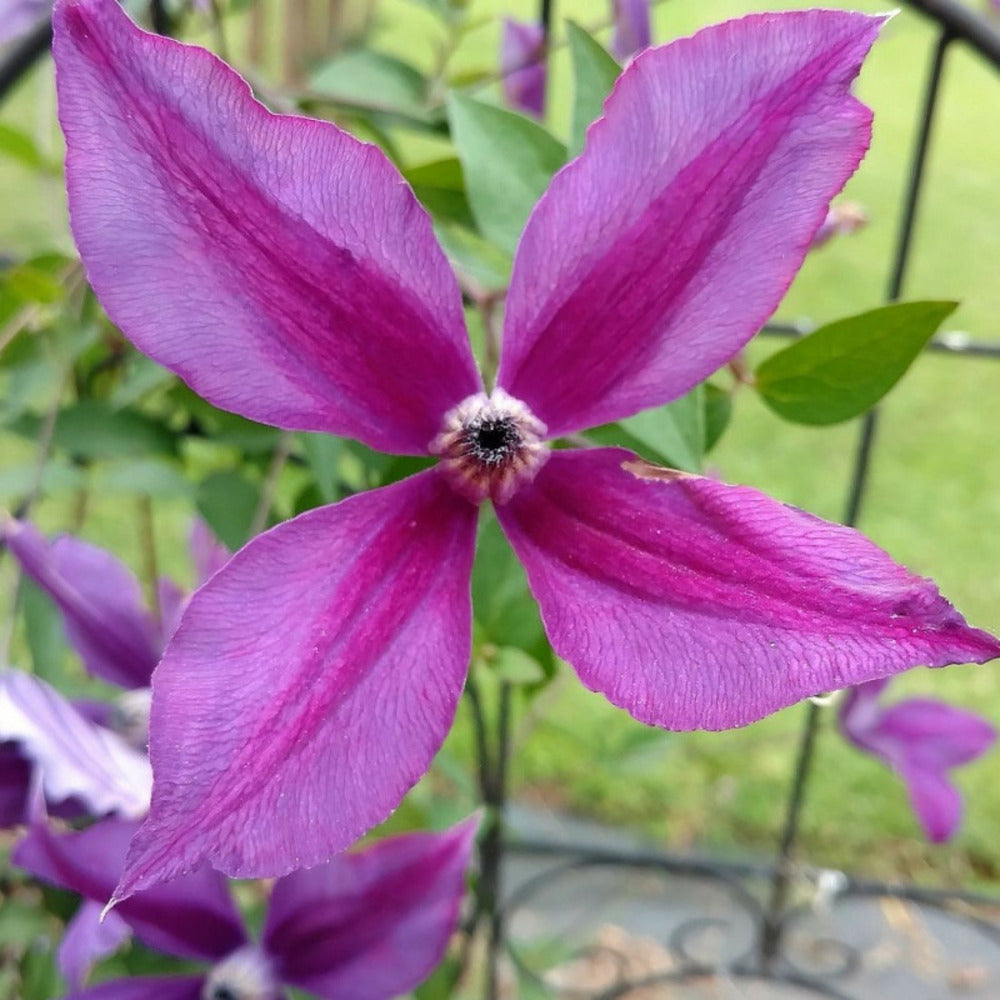  Clématite Integrifolia Pink Delight/[-]pot De 1,5l - Tuteur Bambou 30/60 Cm