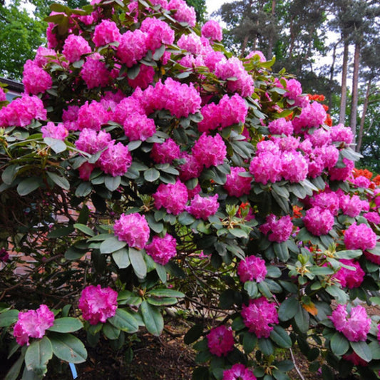  Rhododendron 'germania' 40-50 Cm Pot Floraison Rose Foncé