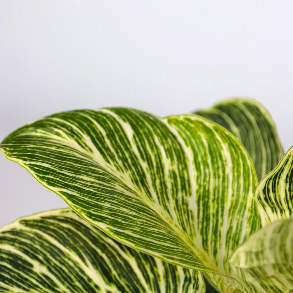  Mélange De Plantes D'intérieur - Set De 3 - Hauteur 25-40cm - ⌀12cm