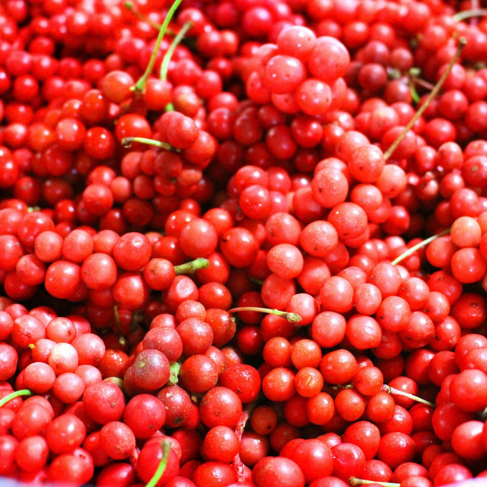  Fruit De La Vitalité - Le Pot / 2l / Hauteur Livrée 40-50cm