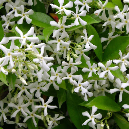  Jasmin étoilé/[-]godet - 5/20 Cm