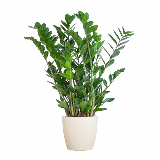  Zamioculcas Zamiifolia Et Son Pot Blanc - Hauteur 80cm