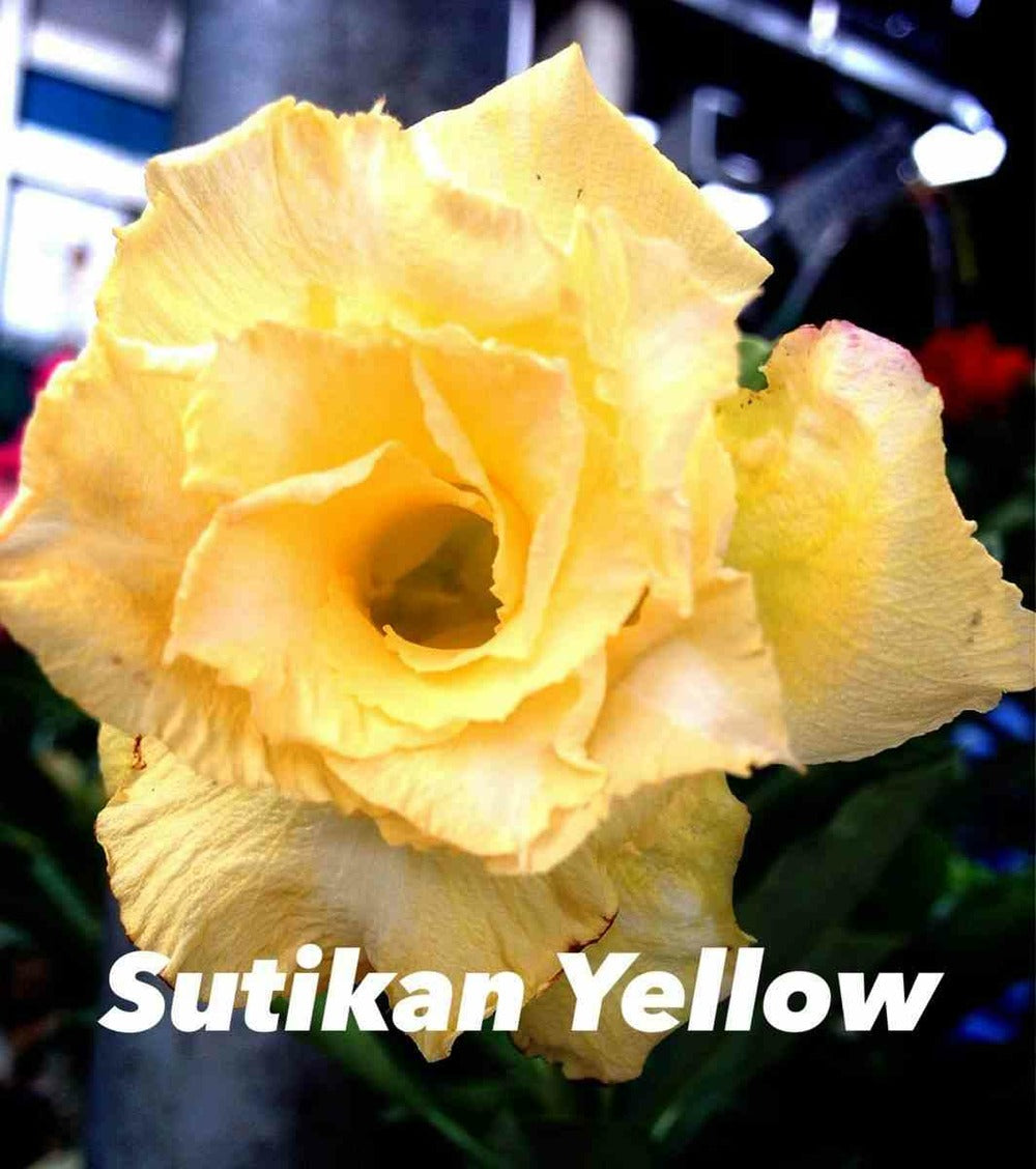  Adenium Obesum Cv.sutikarn Jaune Couleur Floraison:jaune-orange - Caudex D'environ 300g 20/25cm
