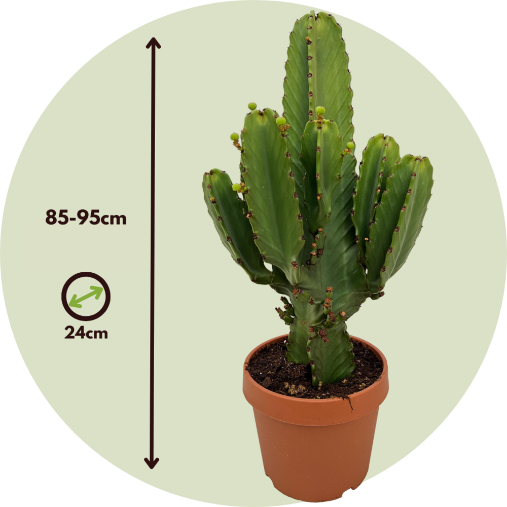  Euphorbe Ingens - Euphorbia Ingens - Hauteur 85-95cm - ⌀24cm