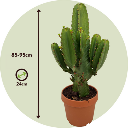  Euphorbe Ingens - Euphorbia Ingens - Hauteur 85-95cm - ⌀24cm